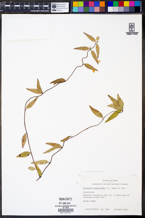 Gelsemium sempervirens image