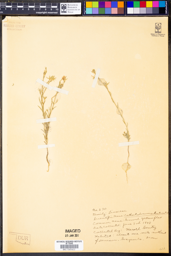 Cathartolinum sulcatum image