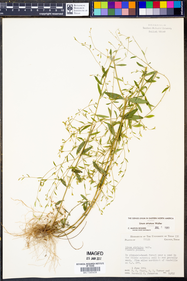 Linum striatum image