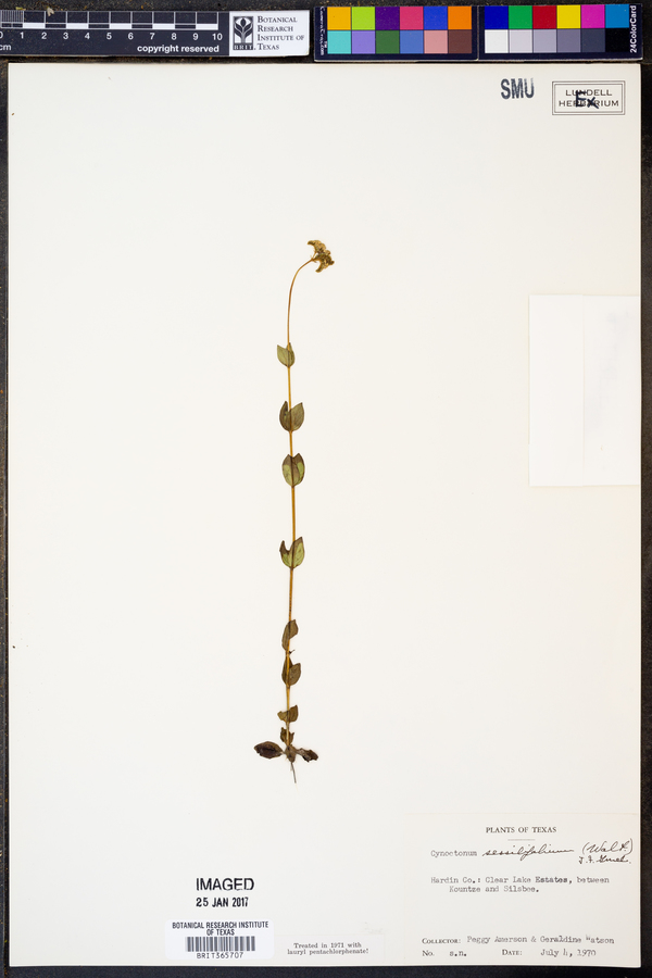 Mitreola sessilifolia image