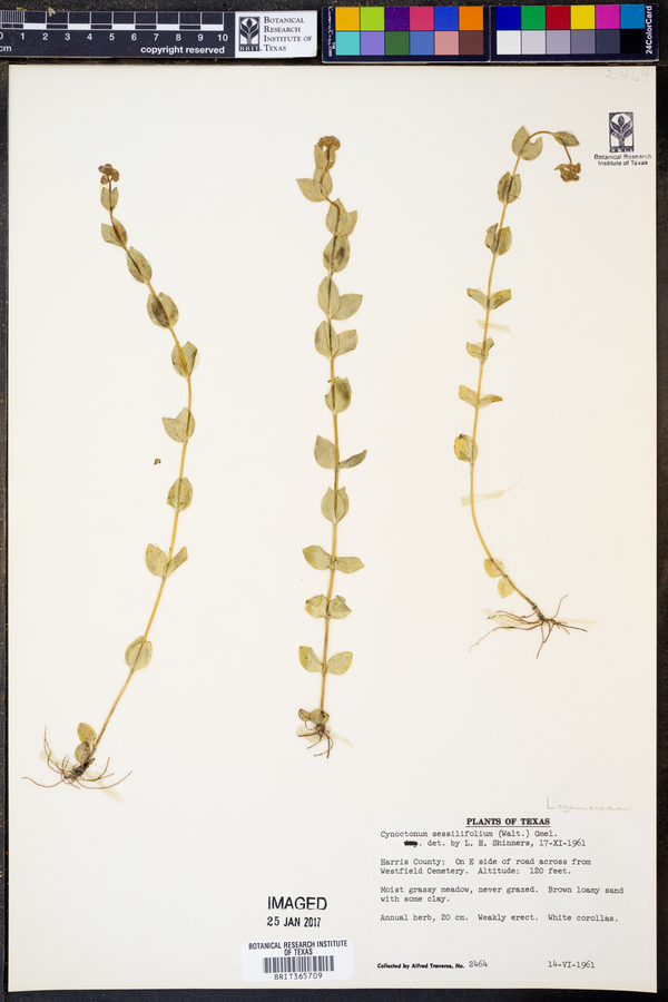 Mitreola sessilifolia image