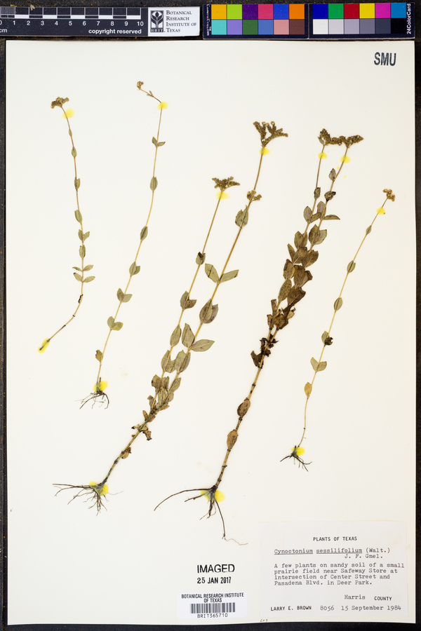 Mitreola sessilifolia image