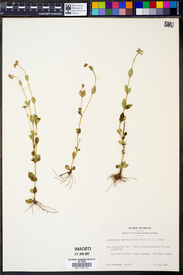 Mitreola sessilifolia image