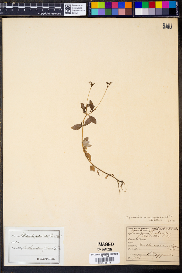 Cynoctonum mitreola image