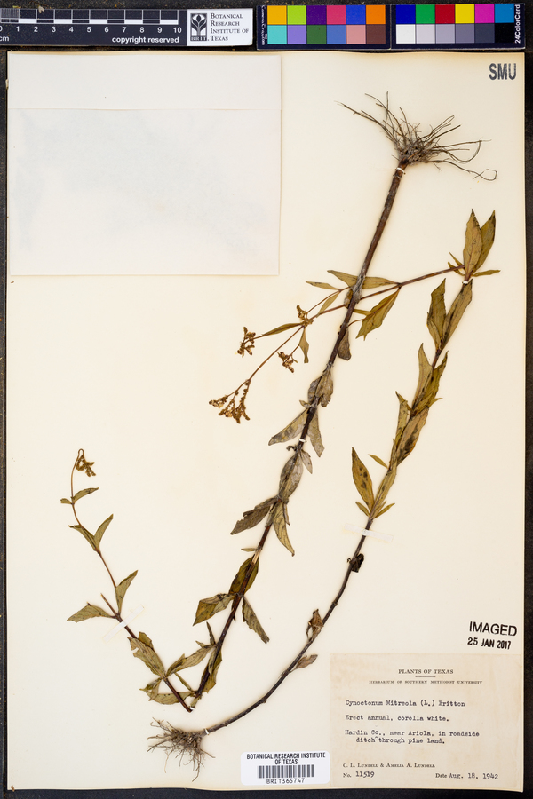 Cynoctonum image