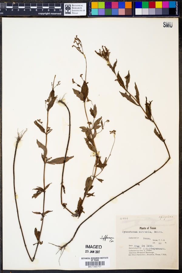 Cynoctonum mitreola image