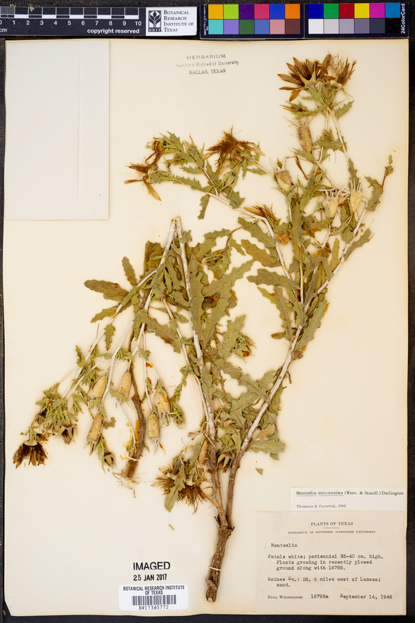 Mentzelia strictissima image