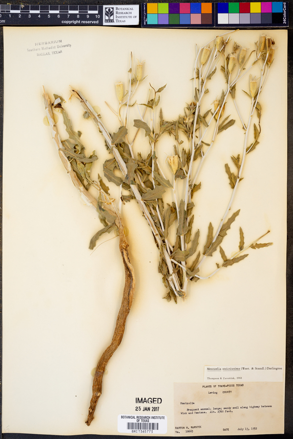 Mentzelia strictissima image