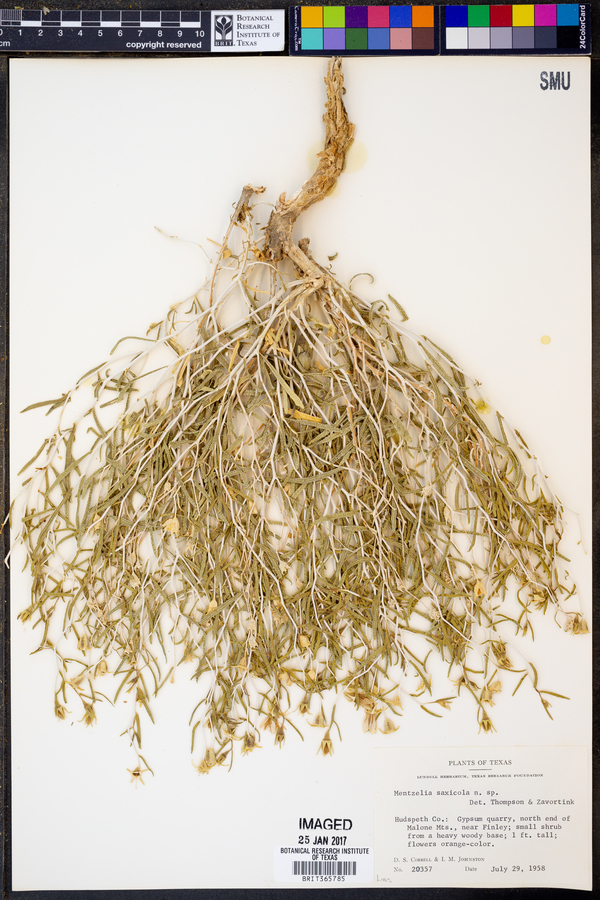 Mentzelia saxicola image