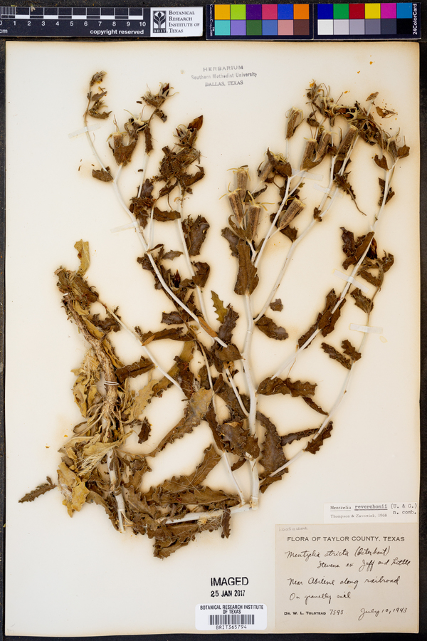Mentzelia reverchonii image