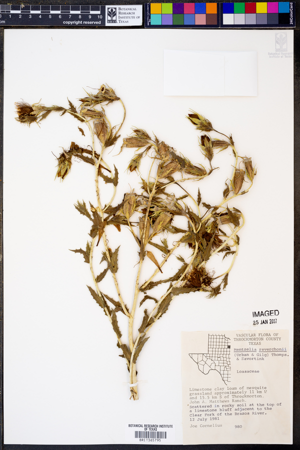 Mentzelia reverchonii image