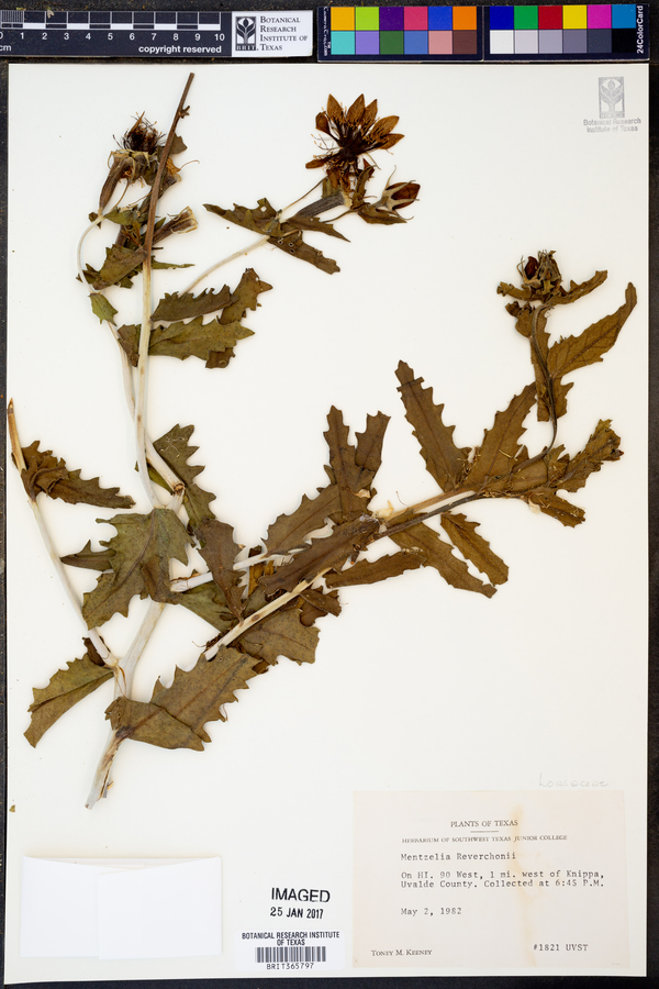 Mentzelia reverchonii image