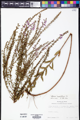 Lythrum lanceolatum image