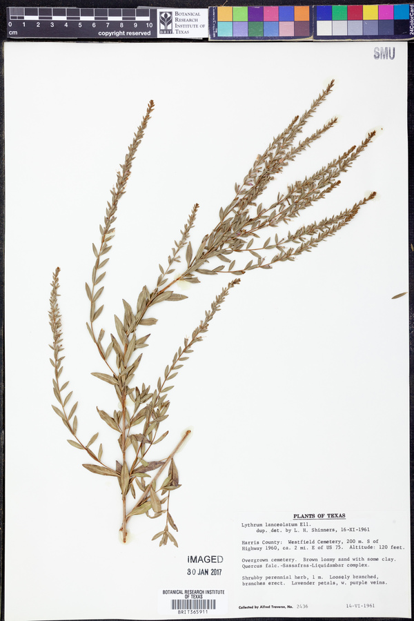 Lythrum lanceolatum image