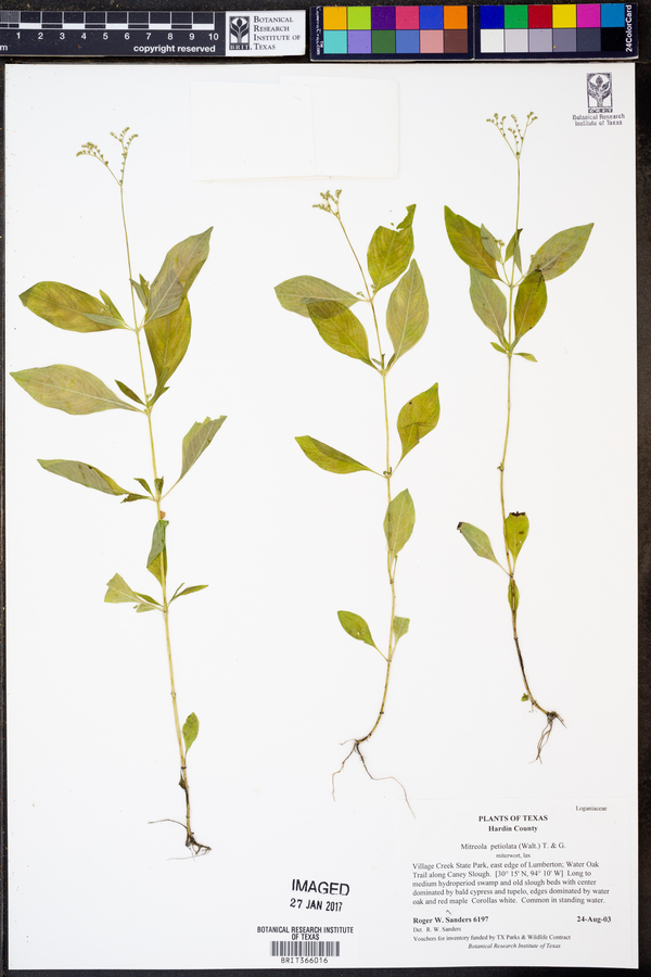 Mitreola petiolata image