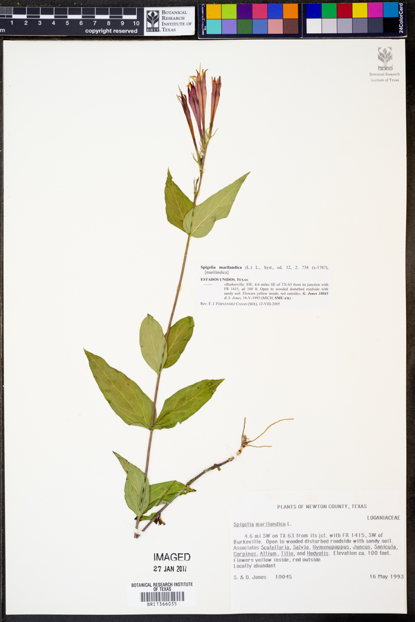 Spigelia marilandica image