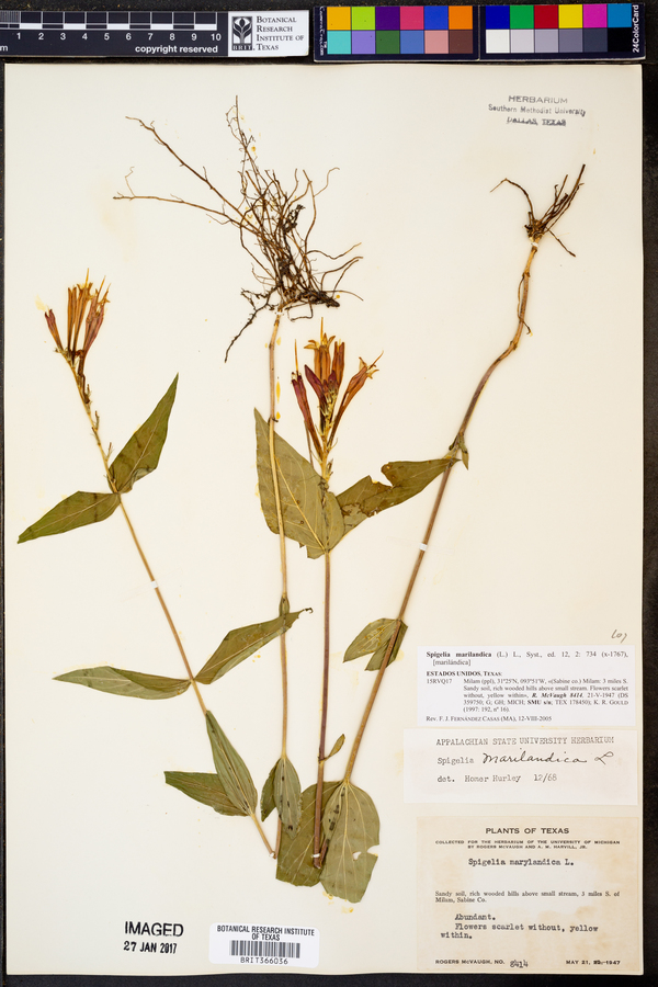 Spigelia marilandica image