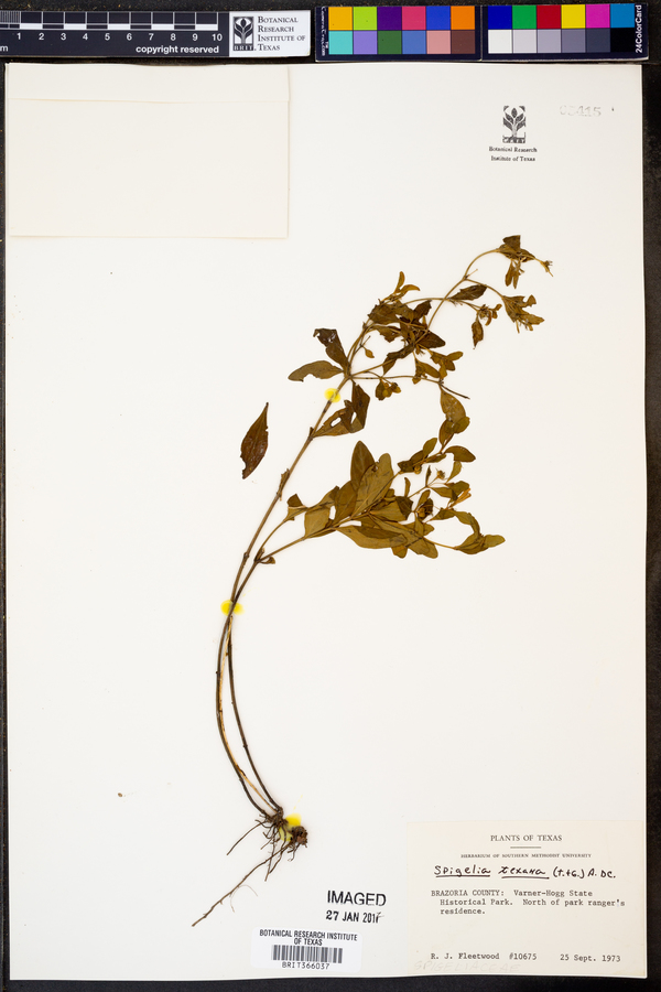 Spigelia texana image
