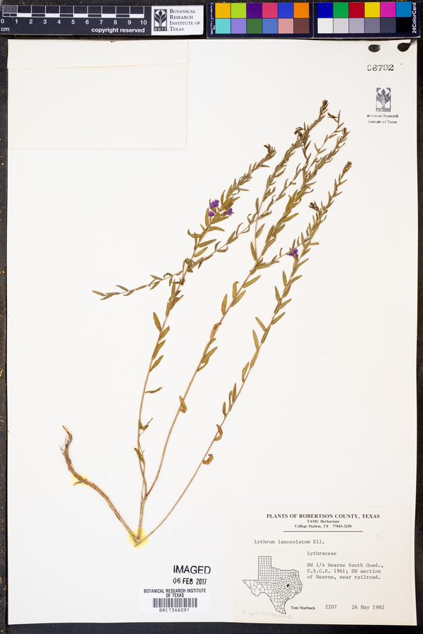 Lythrum lanceolatum image