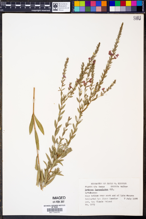 Lythrum lanceolatum image