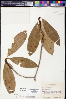 Magnolia virginiana image