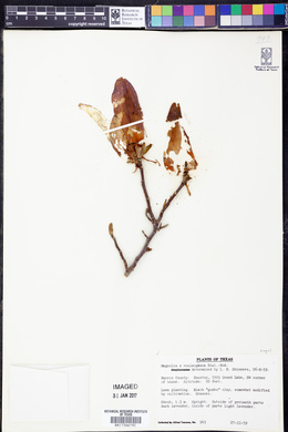 Magnolia x soulangiana image