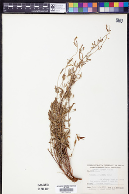 Cottsia gracilis image