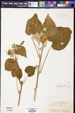 Image of Abutilon pauciflorum