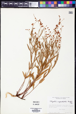 Galphimia angustifolia image