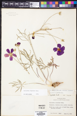 Callirhoe digitata image