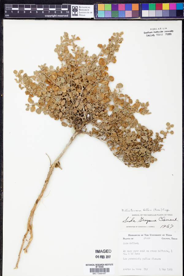 Billieturnera helleri image