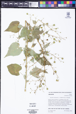 Abutilon trisulcatum image