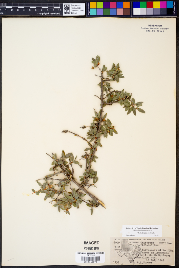 Philadelphus mearnsii image