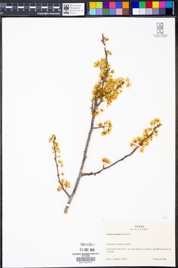 Prunus rivularis image