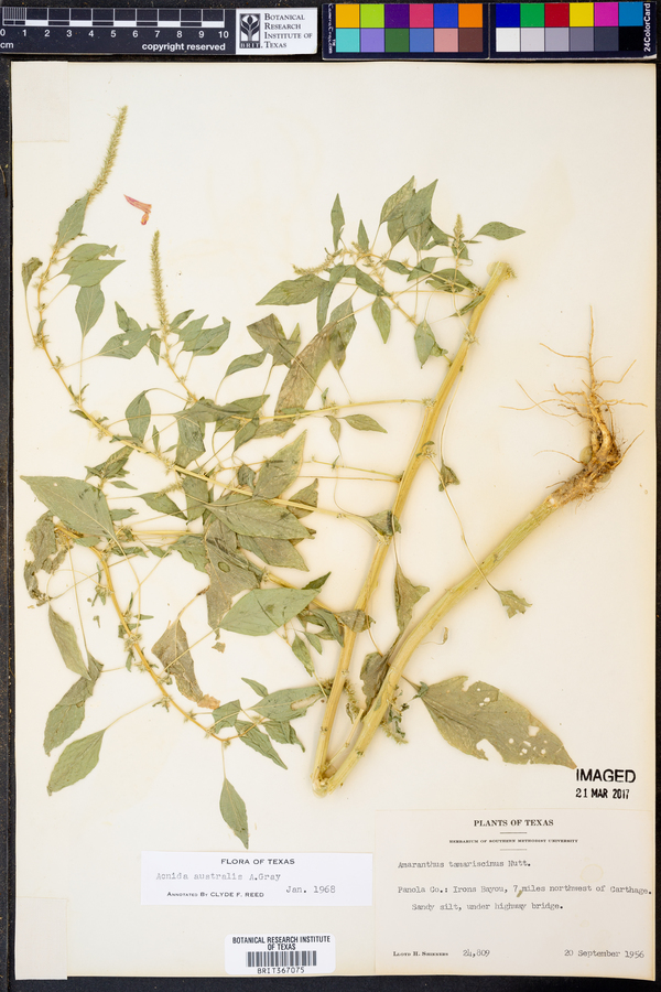 Acnida australis image
