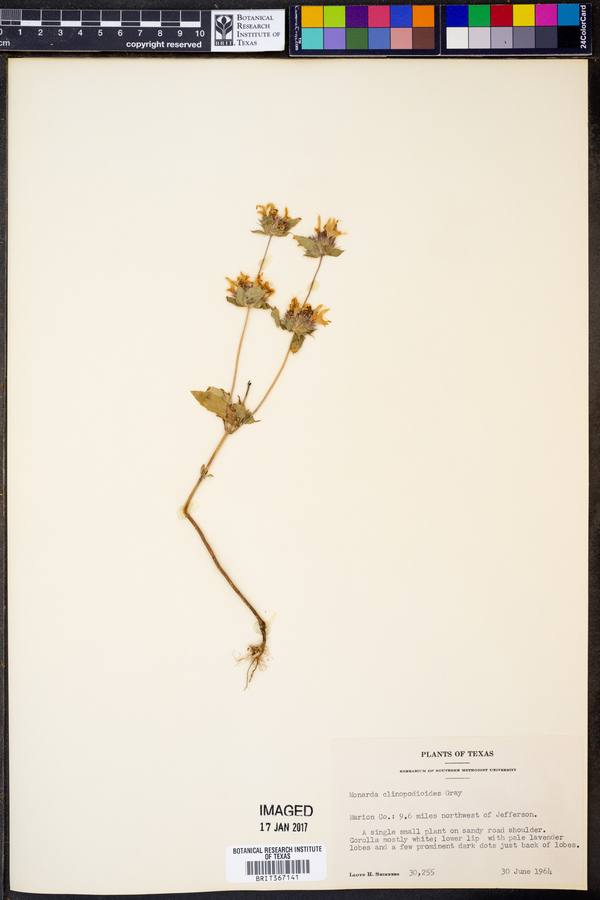 Monarda clinopodioides image