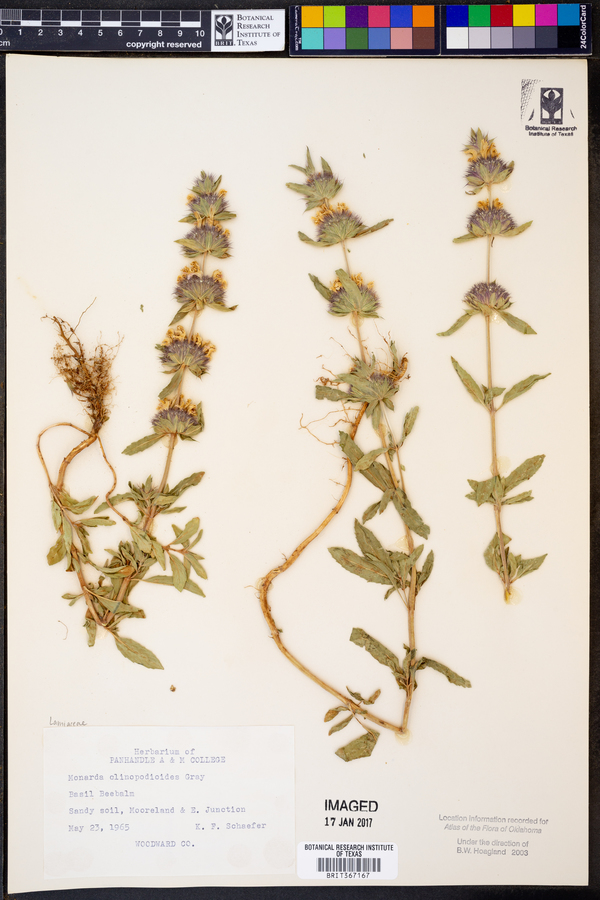 Monarda clinopodioides image