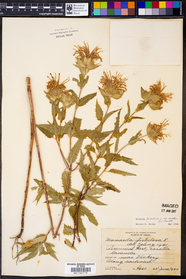 Monarda fistulosa var. mollis image