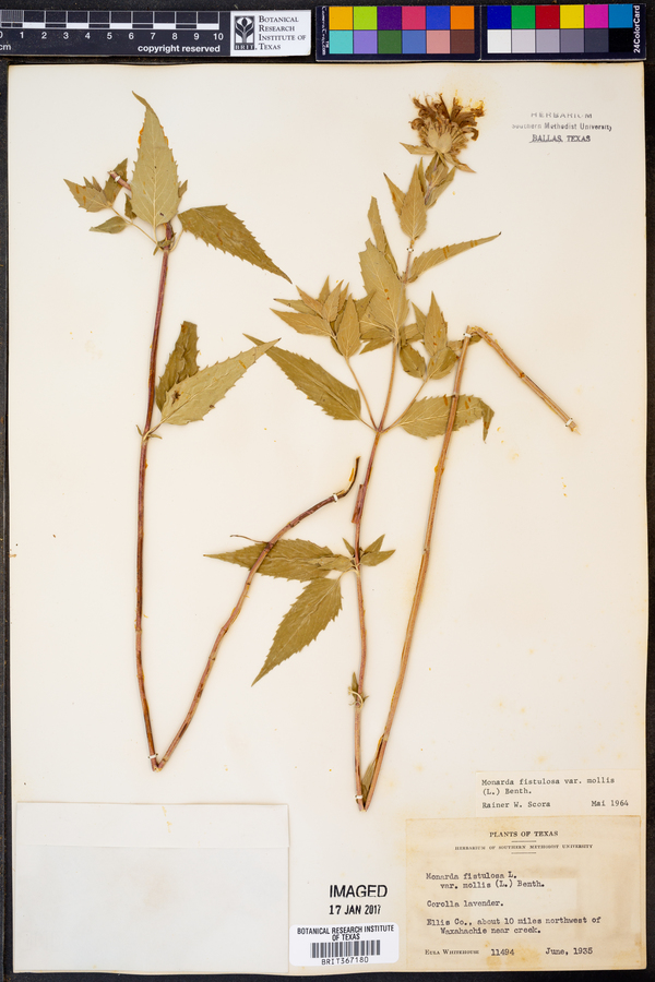 Monarda fistulosa var. mollis image