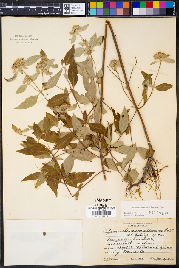 Pycnanthemum albescens image