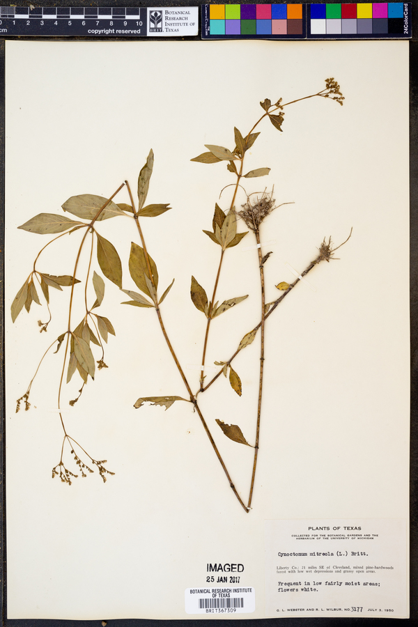 Cynoctonum mitreola image