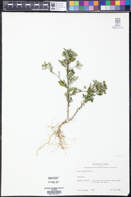 Sida rhombifolia image