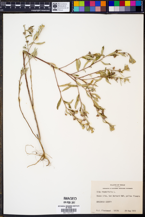 Sida rhombifolia image