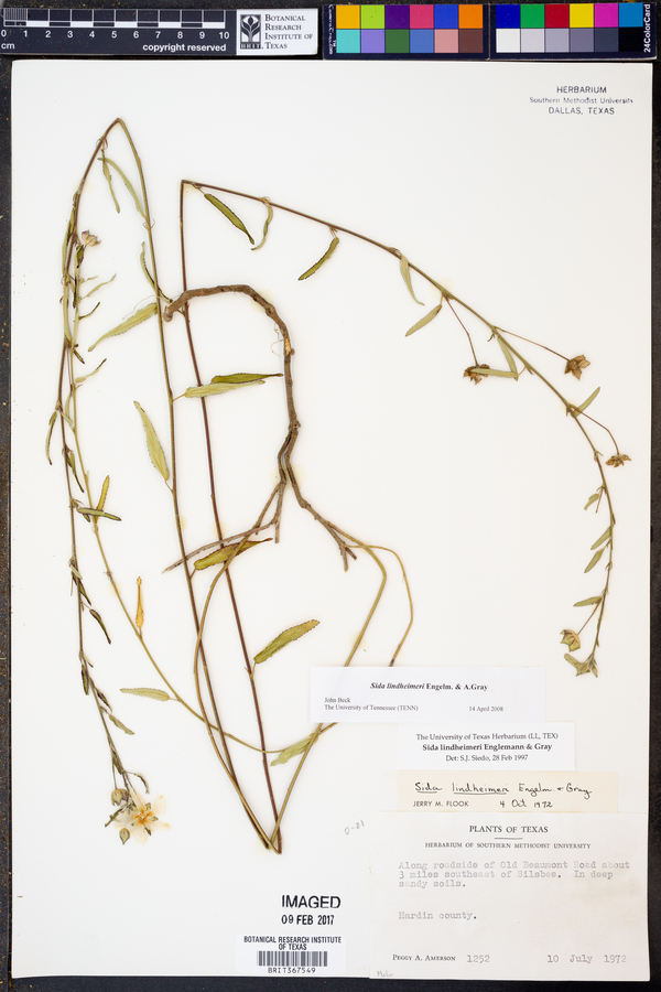 Sida lindheimeri image