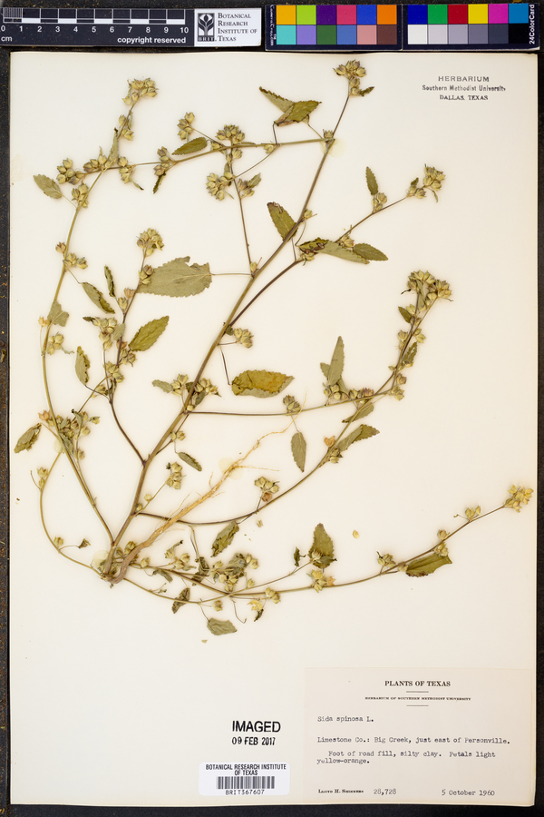 Sida spinosa image