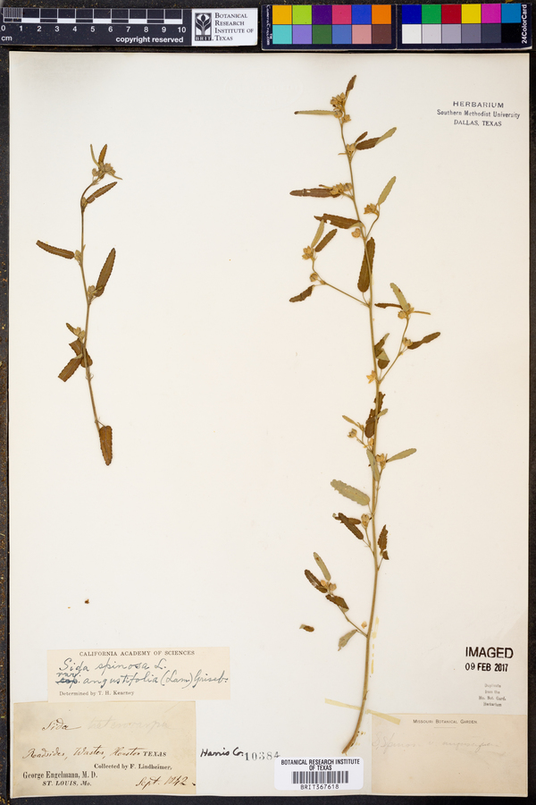 Sida spinosa image