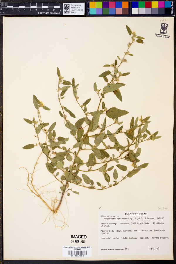 Sida spinosa image