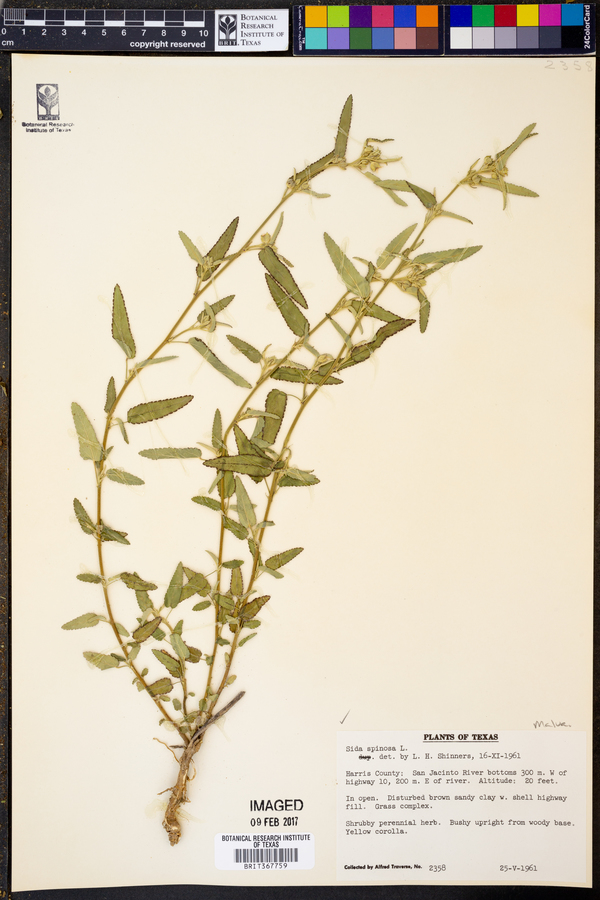 Sida spinosa image