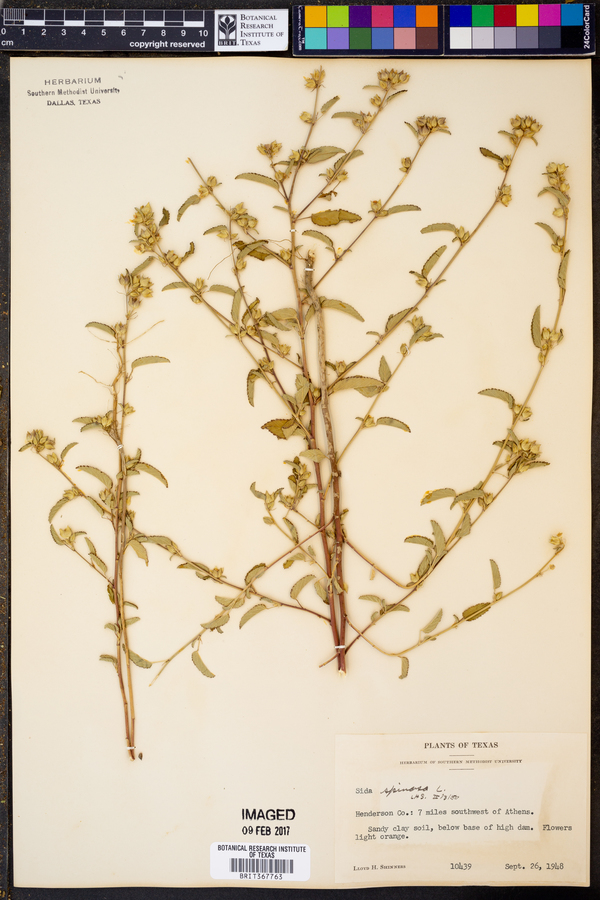 Sida spinosa image