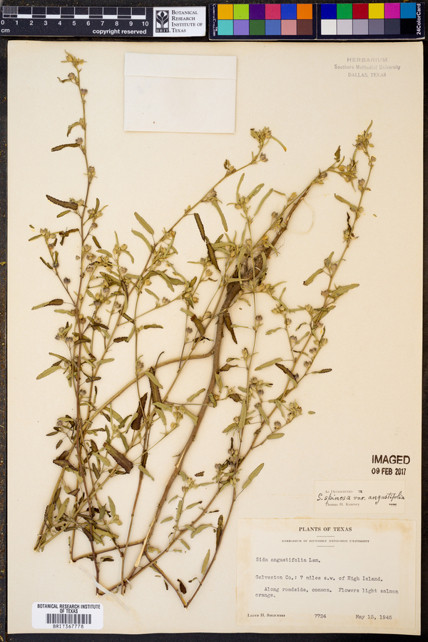 Sida spinosa image